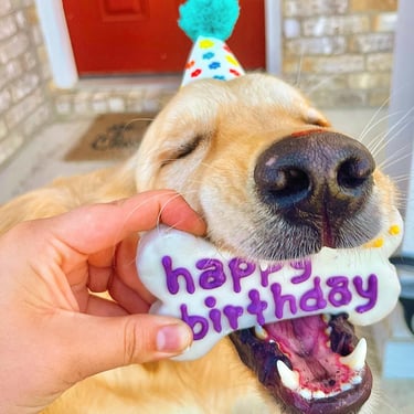 Golden retriever with a birthday treat