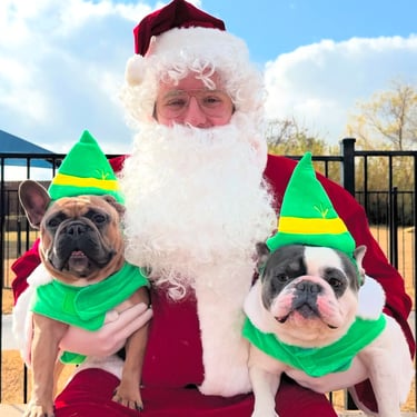 Santa with two pugs dressed as elves