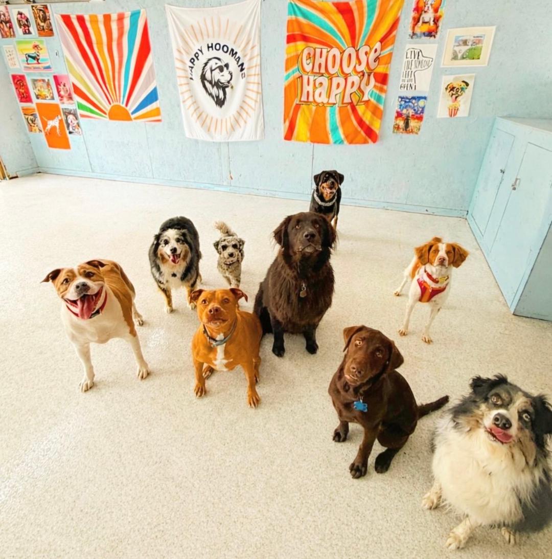 Home-Style Doggy Daycare